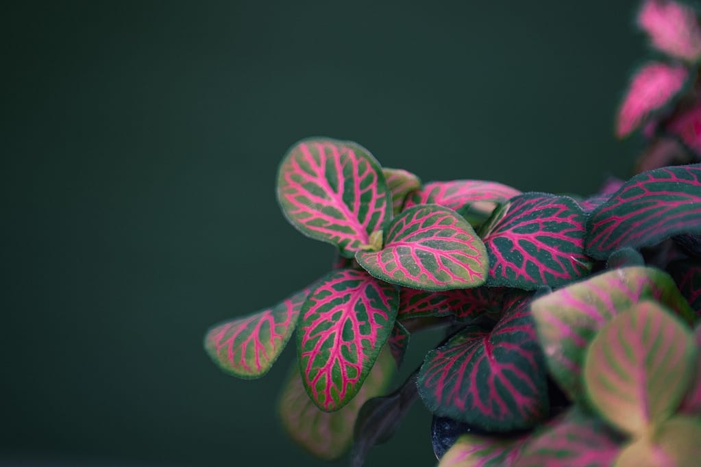 Fittonia: A Fascinante Planta Nervosa
