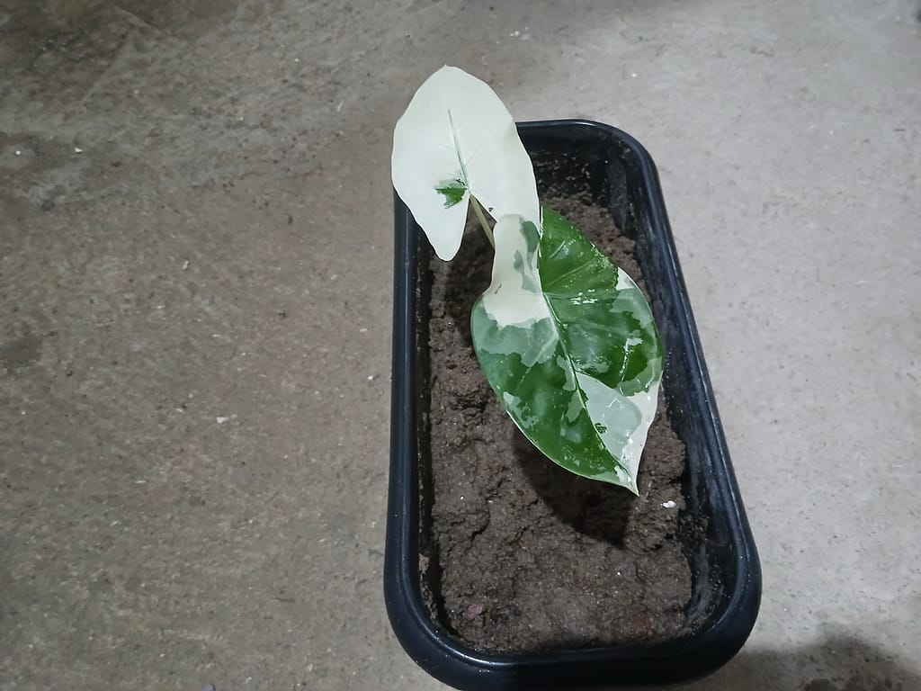 Tudo sobre a Planta Syngonium Albo Variegata