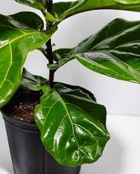 Ficus Lyrata (Fiddle Leaf Fig)
