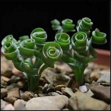 Albuca Frizzle Sizzle (Albuca Spiralis 'Frizzle Sizzle')