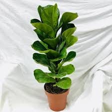 Ficus lyrata (Figueira-da-Índia)