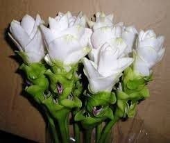 A Redescoberta do Curcuma Longa