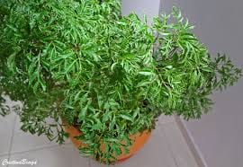 Árvore da Felicidade (Polyscias fruticosa)