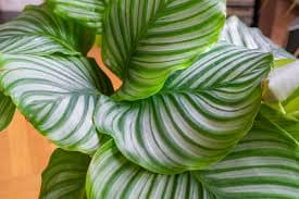 Calathea Orbifolia