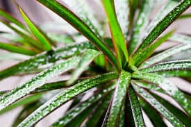 Dracena Goldieana