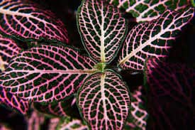 Fittonia (Planta Nervosa)