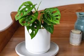 Monstera Deliciosa (Swiss Cheese Plant)