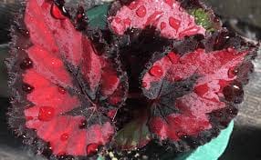 Begônia Rex (Begonia rex-cultorum)