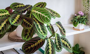 Maranta Leuconeura (Planta de Oração)