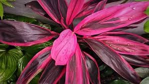 Dracena Chocolate