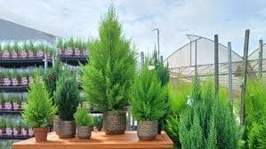 Tudo Sobre o Pinheiro Tuia: Beleza e Versatilidade para seu Jardim e Natal