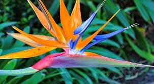 Strelitzia (Bird of Paradise)