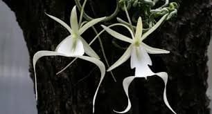 O Tesouro Esquecido: A Redescoberta da Orquídea Fantasma