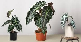 Alocasia Polly