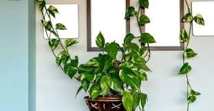 Conhecida como Pothos, é uma planta de crescimento rápido e resistente.
