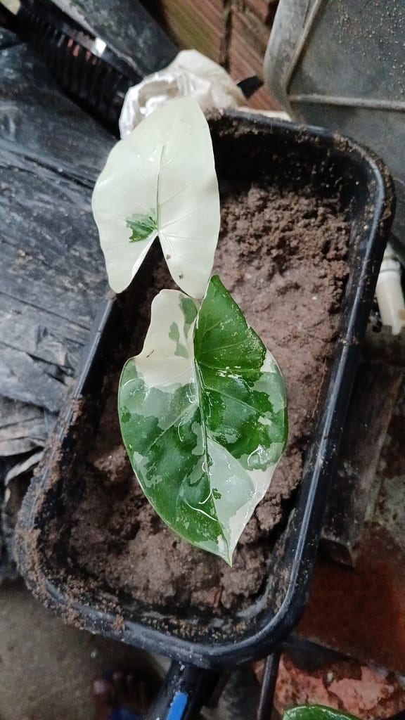 Tudo sobre a Planta Syngonium Albo Variegata