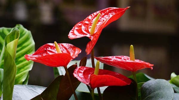 Antúrio (Anthurium andreanum)