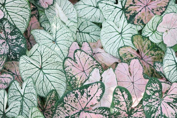 Caladium (Caladium spp