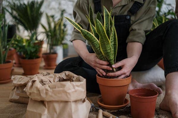 Espada-de-São-Jorge (Sansevieria trifasciata)