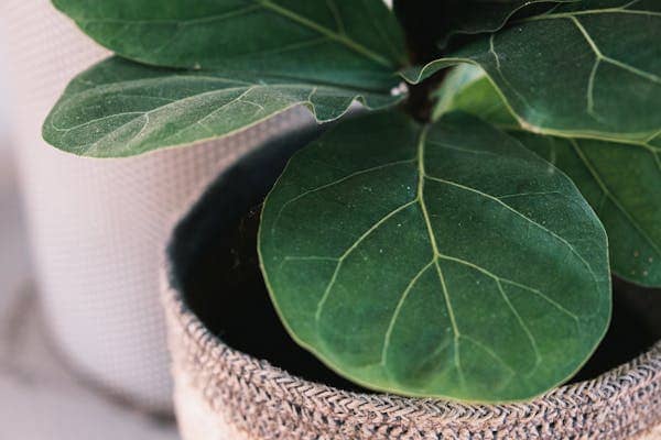 Ficus Elástica (Figueira-de-Borracha)
