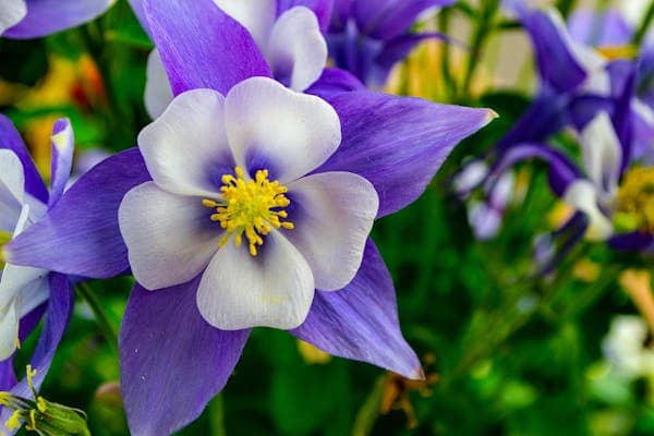 Tendências de Jardinagem para 2024
