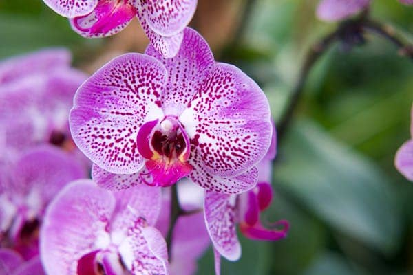 Orquídea (Phalaenopsis)