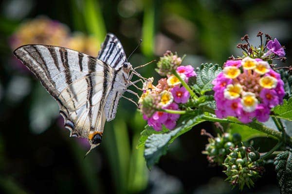 Tendências de Jardinagem para 2024