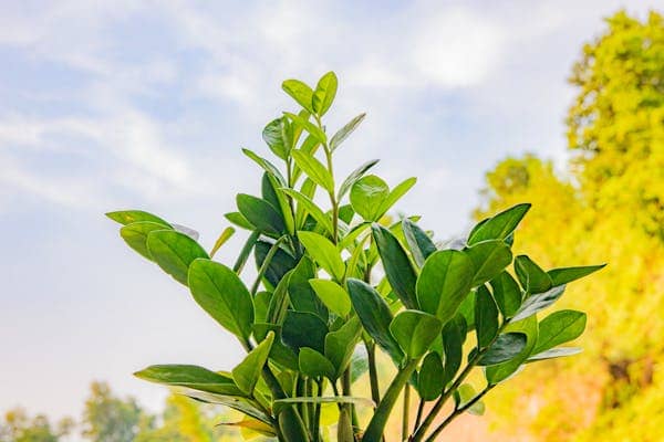 Zamioculcas Zamiifolia (ZZ Plant)