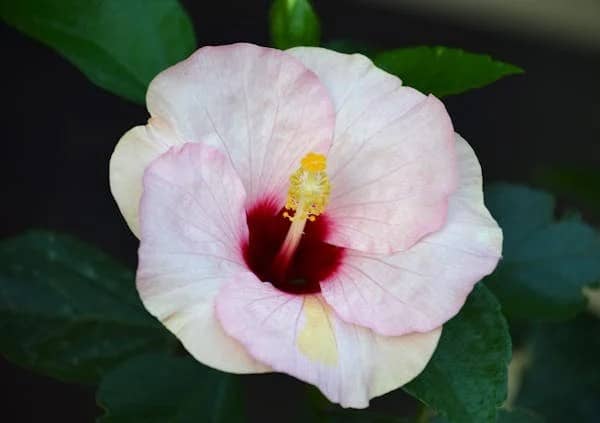 Hibisco (Hibiscus rosa-sinensis)