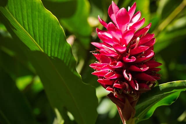 Alpinia Purpurata