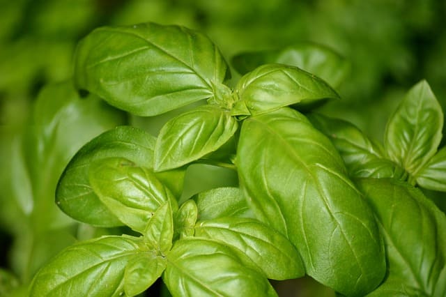 Manjericão (Ocimum basilicum)