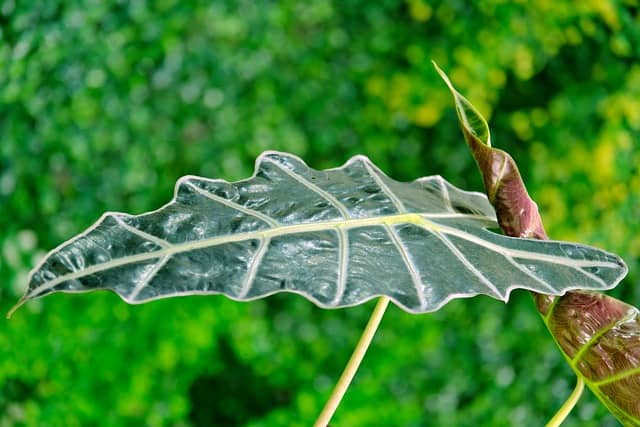 Alocasia Amazonica