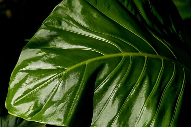 Alocasia macrorrhizos (Alocasia Gigante)