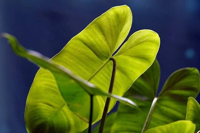 Guia completo para cultivar a imponente Alocasia macrorrhizos