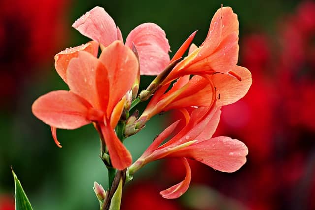 Canna (Canna indica)