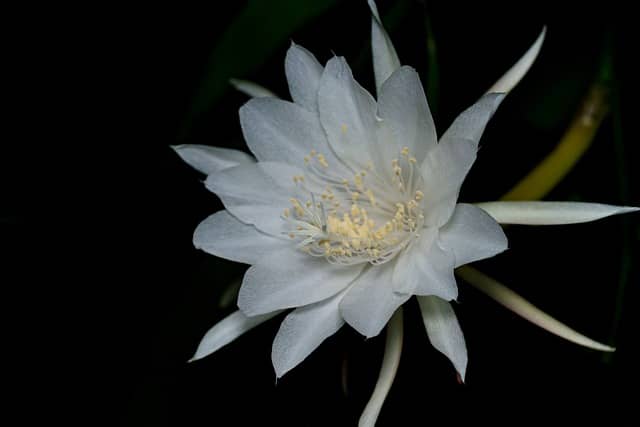 O Tesouro Esquecido: A Redescoberta da Orquídea Fantasma