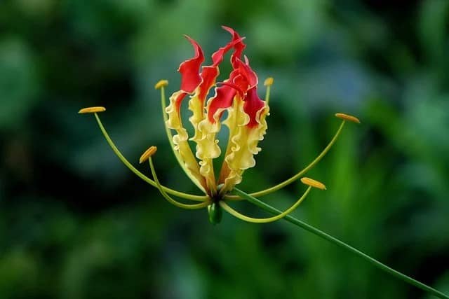 Gloriosa (Gloriosa superba)
