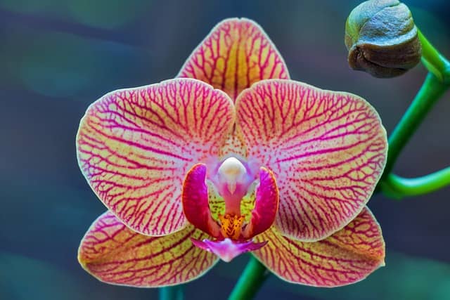 Orquídea Phalaenopsis: O Tesouro Escondido no Horto de Dona Maria