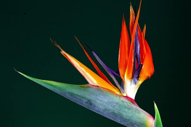 Strelitzia Reginae
