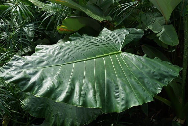 Taro (Colocasia esculenta)