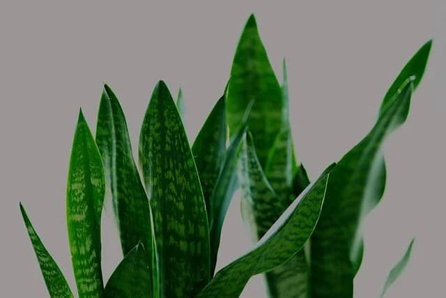 Espada-de-São-Jorge (Sansevieria trifasciata)