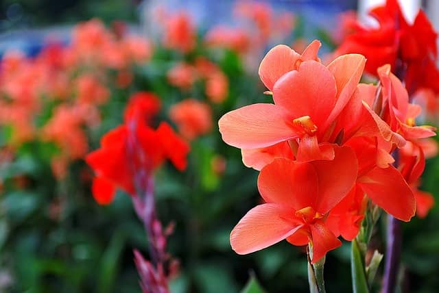 Gladiolo (Gladiolus spp.)