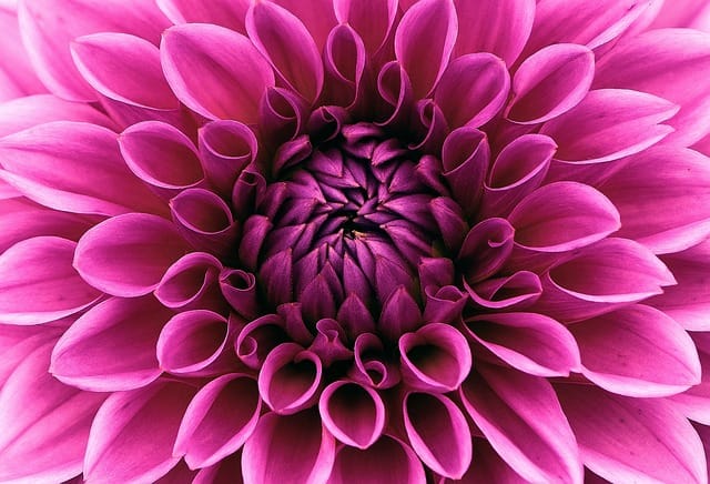 Dália (Dahlia spp.)