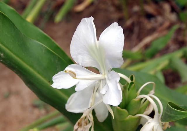 Hedychium (Hedychium coronarium)