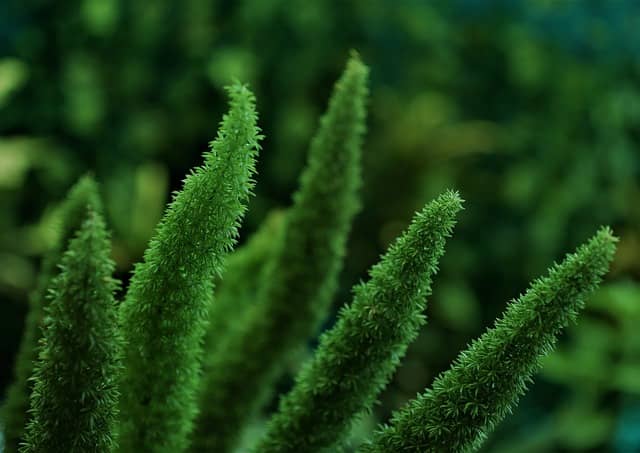 asparagus densiflorus 'myersii