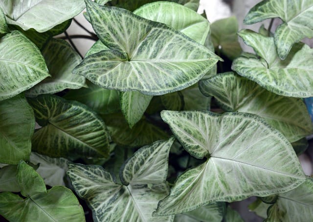 Caladium 'Aaron': A Magnificência das Folhas Metálicas