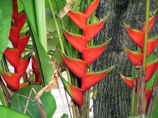 Helicônia