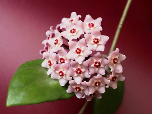 Hoya carnosa (Flor de Cera)