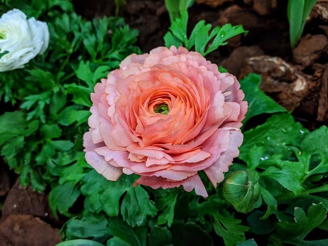 Ranunculus (Ranunculus asiaticus)