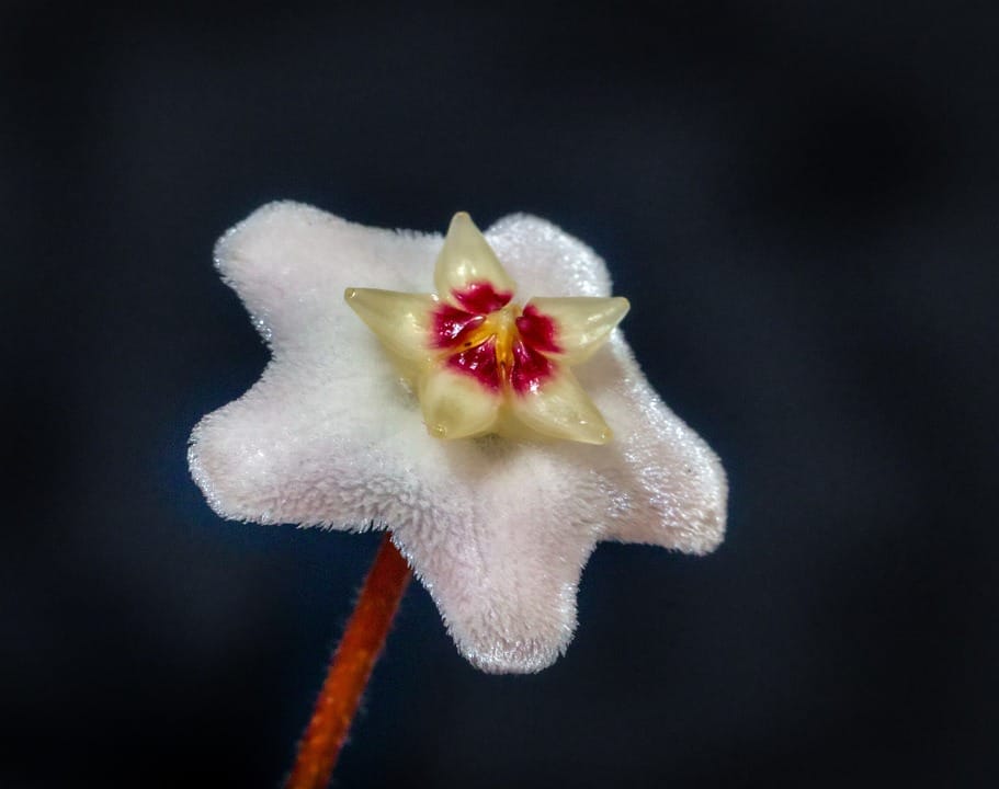 Hoya carnosa (Flor de Cera)  Descubra como cuidar da intrigante Hoya carnosa e desfrute de sua elegância exótica